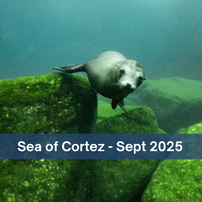 Sea of Cortez button